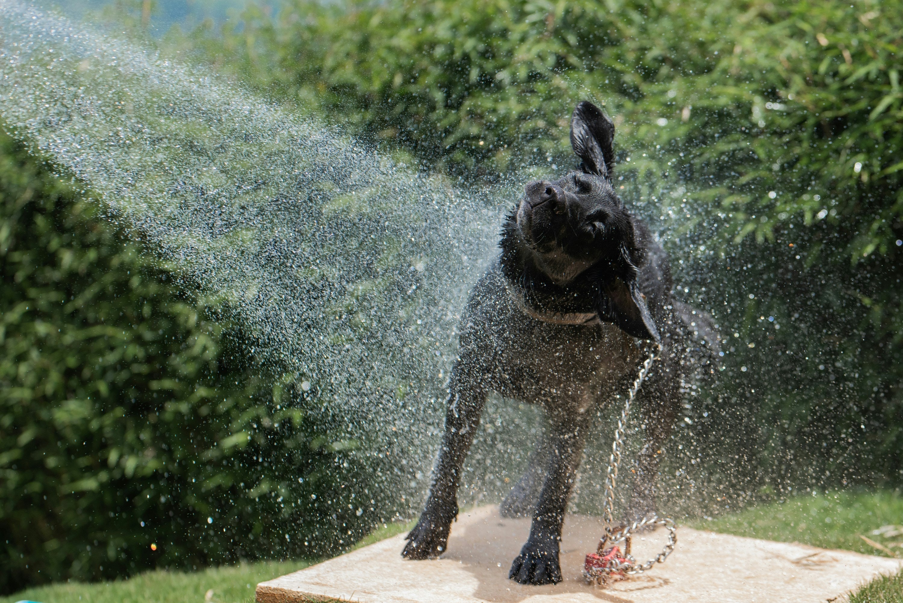 Cómo cuidar a tu perro durante las olas de calor en Chile: consejos prácticos para su bienestar