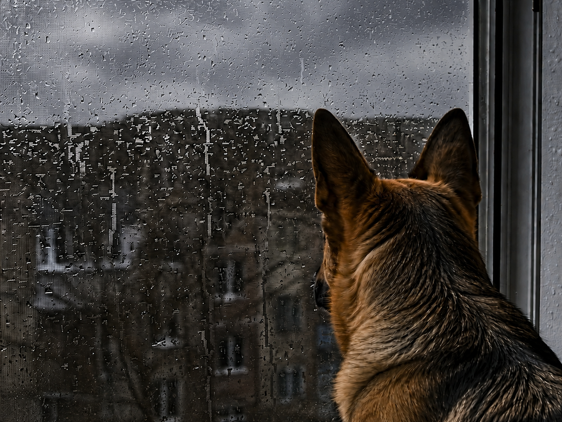 CÓMO CUIDAR A TU PERRO EN INVIERNO: 10 CONSEJOS PARA PROTEGERLO DEL FRÍO EN CHILE