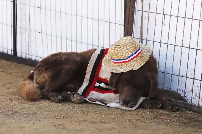 ¿TU PERRO CELEBRA EL 18 CONTIGO? ESTOS ALIMENTOS TÍPICOS PUEDEN HACERLE DAÑO 🐶