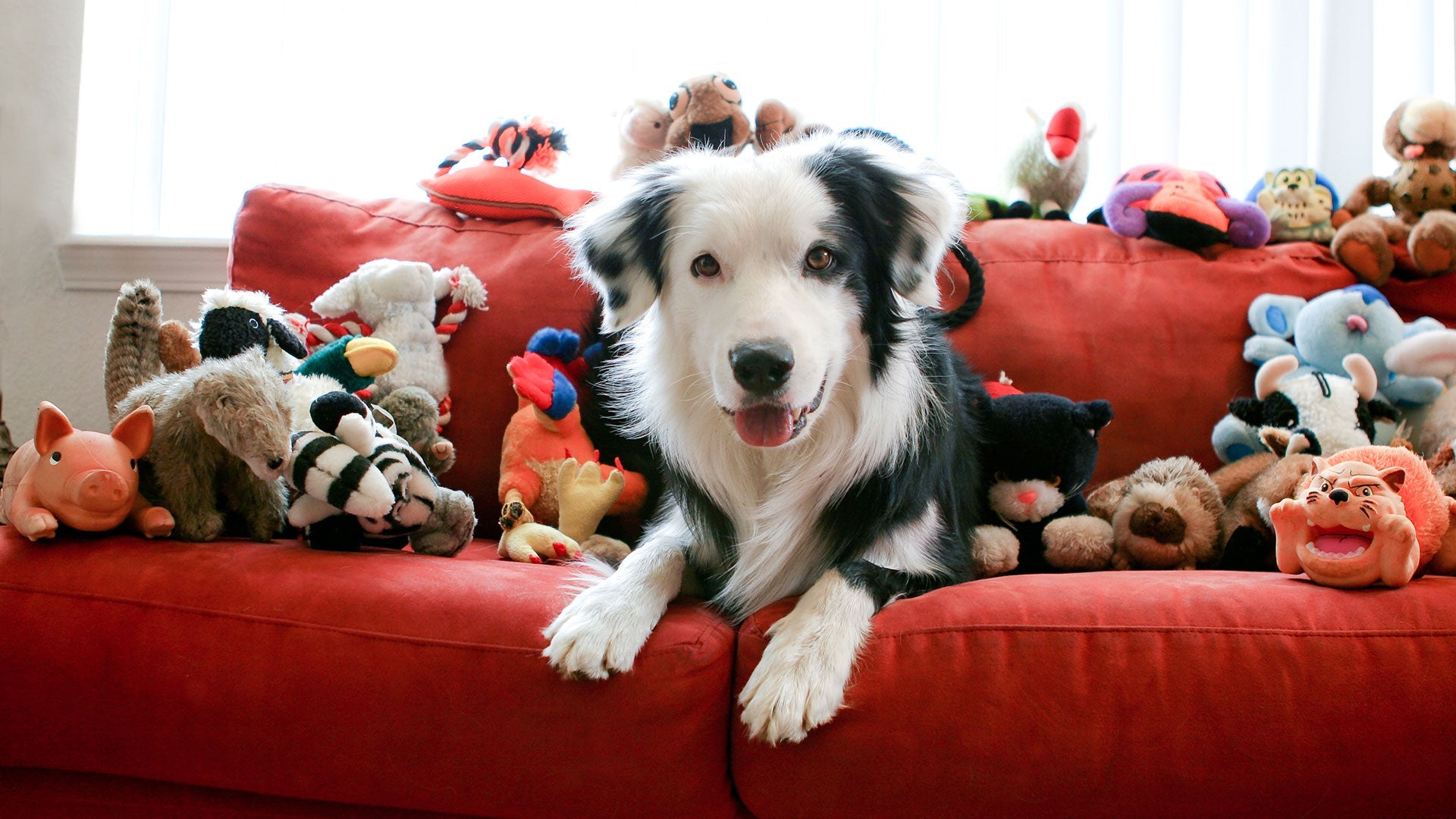 Guía para mantener los juguetes de tu perro limpios y libres de bacterias