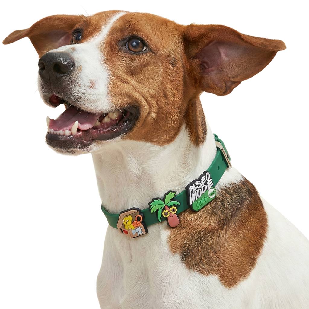 Collar Yuki + 2 Charms