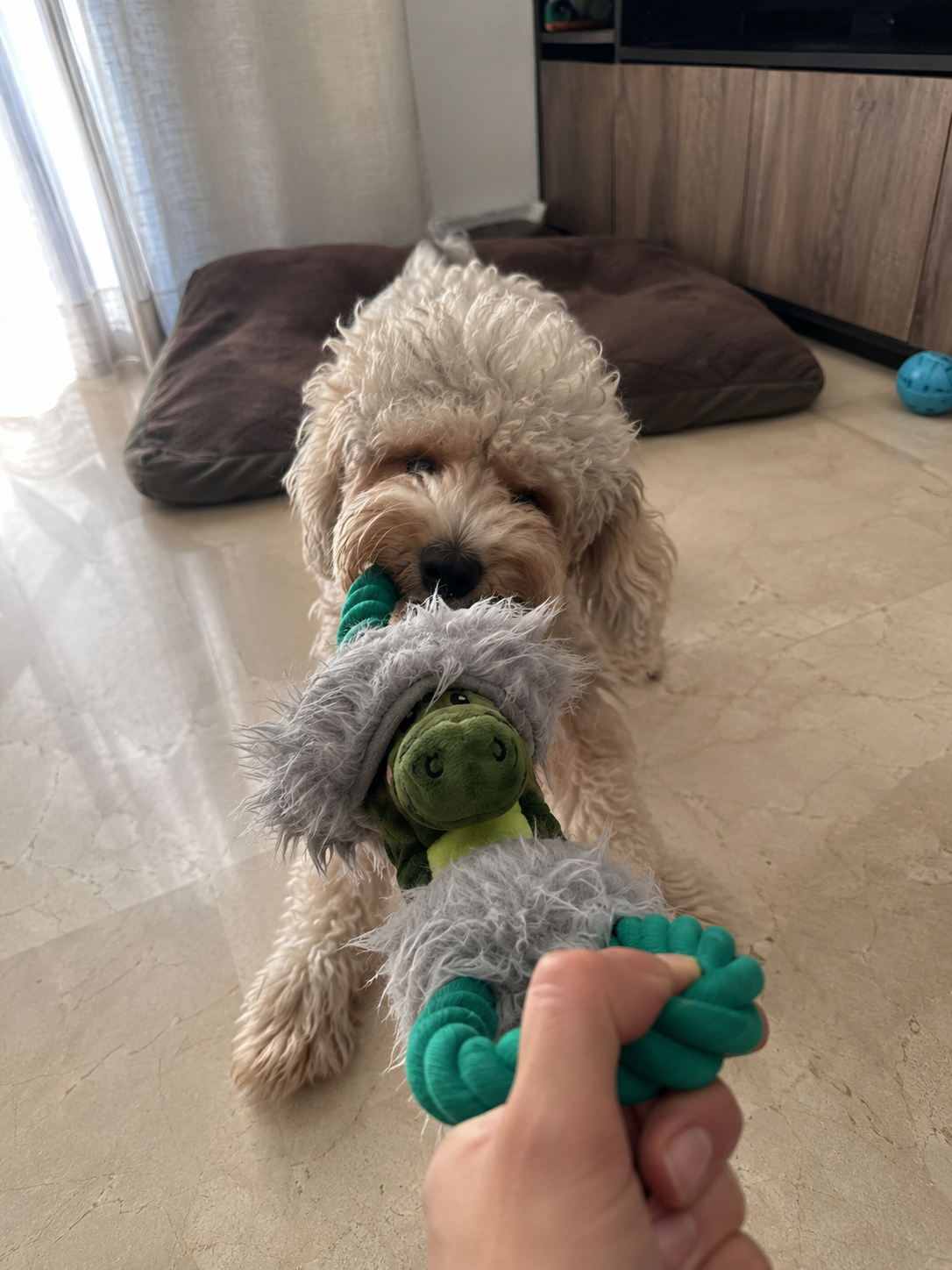 Coco el cocodrilo Jr