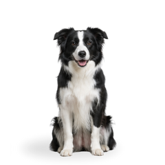 Perro mediano
