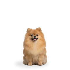 Perro pequeño